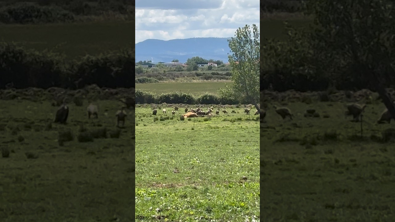 Los buitres acaban matando una vaca que había tenido un mal parto
