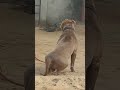 🔥 Powerful Adult Pitbull 🐶 | Strength & Loyalty ❤️ #Pitbull #AdultPitbull #DogShorts #DogLover