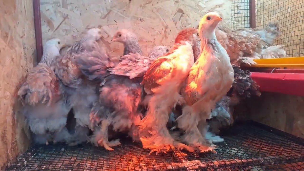 Salmon Brahma Civcivler