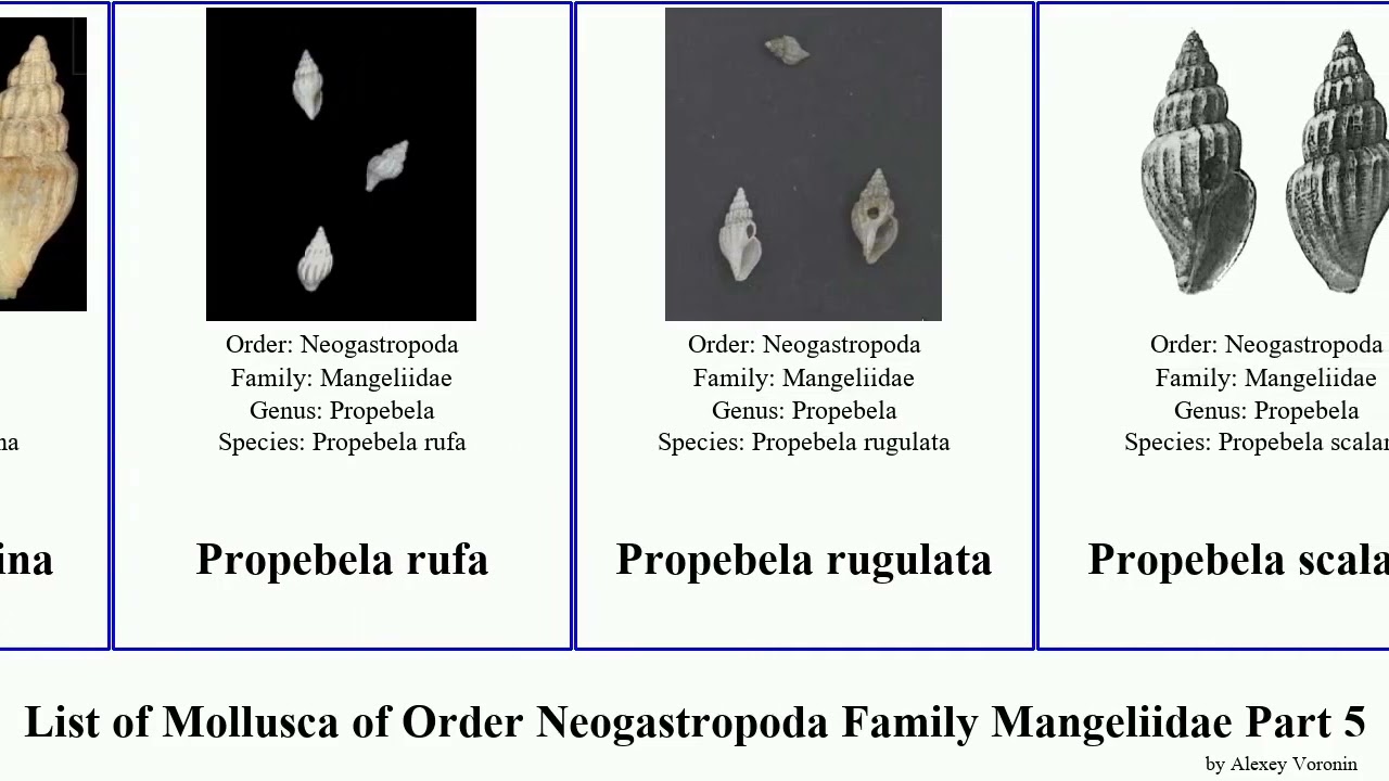 List of Mollusca of Order Neogastropoda Family Mangeliidae Part 5 pseudorhaphitoma propebela danae