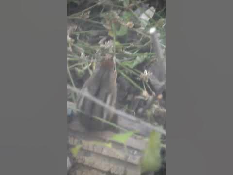 Chipmunk making sounds || Chimuck chirping by my window - YouTube