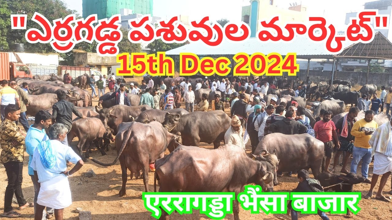 ఎర్రగడ్డ ఆదివారం గేదెల సంత || Erragadda Buffalo Market || ముర్రా,జాఫ్రబడి సూడి గేదెలు