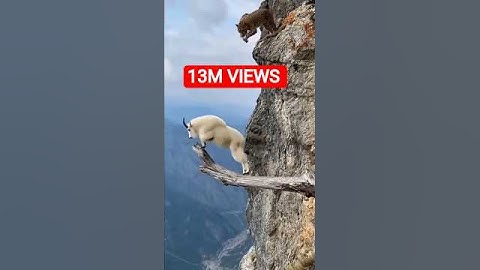 Leopard vs White Goat: The Most Intense Cliff ⁉️ #shorts #shortvideo  #antelopes #leopard #goat