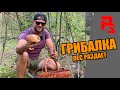Грибалка. Собираю грибы в сухом лесу Киевская область 2020