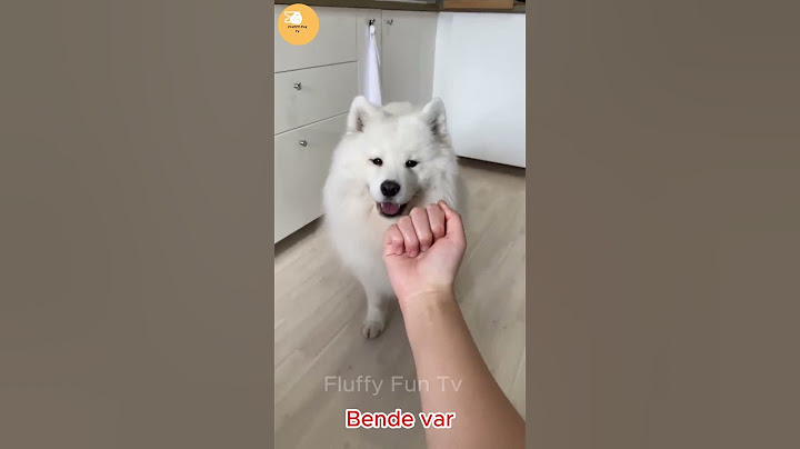 LVBEL C5 HAV HAV HAV REMIX #lvbelc5 #lvbel #funny #shortvideo
