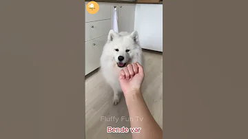 LVBEL C5 HAV HAV HAV REMIX Lvbelc5 Lvbel Funny Shortvideo 