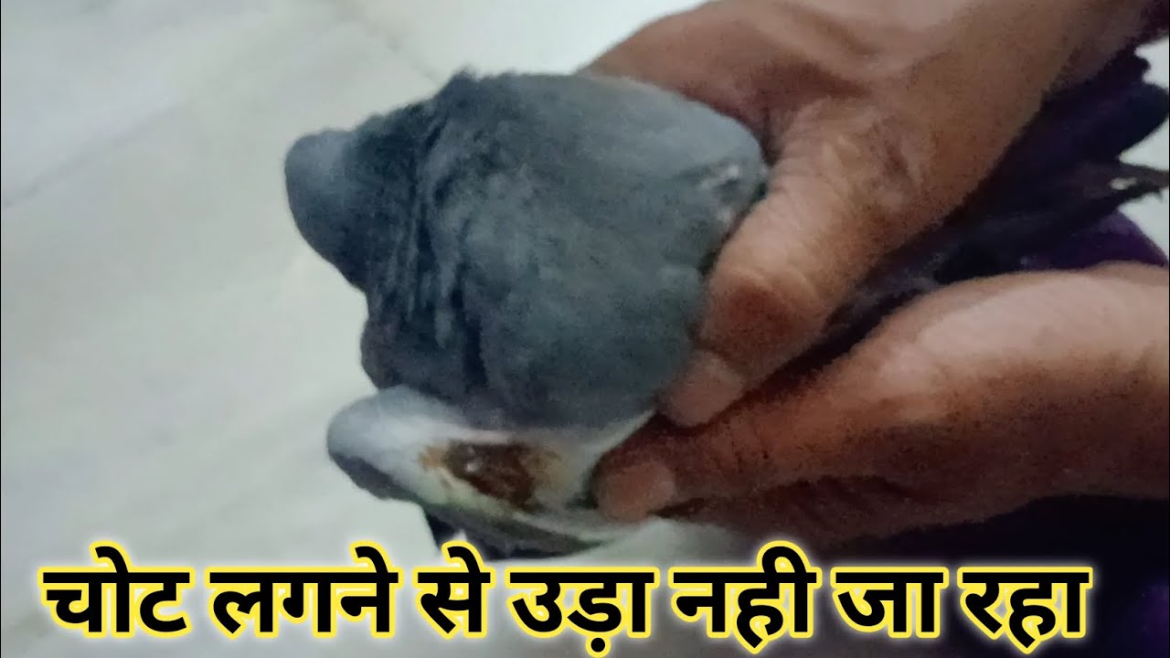 चोट लगने से उड़ा नही जा रहा| Arif saras ki dosti  