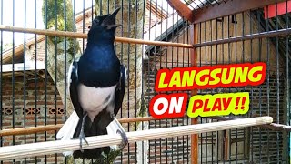 LANGSUNG ON PLAY🔥🔥GAK PAKE LAMA KACER LANGSUNG NYAUT DENGAR KACER GACOR FULL ISIAN INI ❗