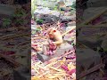 MOTHER ANS BABY MONKEY. #funnymonkeys #animalkingdom #monkeyadventures #naturelovers