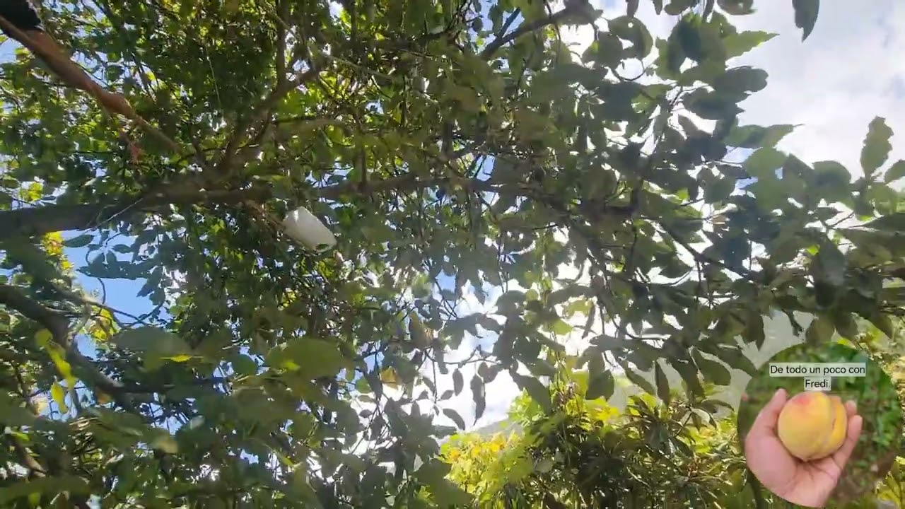 Cortando aguacates 🥑 