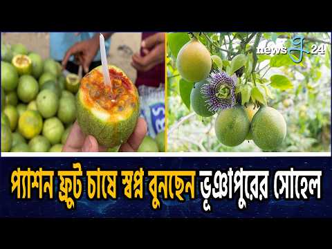 টাঙ্গাইলে বিদেশি ফল আনার কলি’ চাষে সফল উদ্যোক্তা সোহেল | Sohel, a Successful Entrepreneur