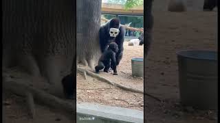 Papa Gorilla’s Scary Mask Prank Goes Too Far 😱🦍