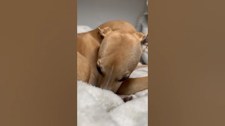 cute dog whippet sleeping #cute #whippet #dog