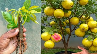 Guava Tree Grafting With Mango Tree | Guava Tree Cutting Grafting With Mango Tree 