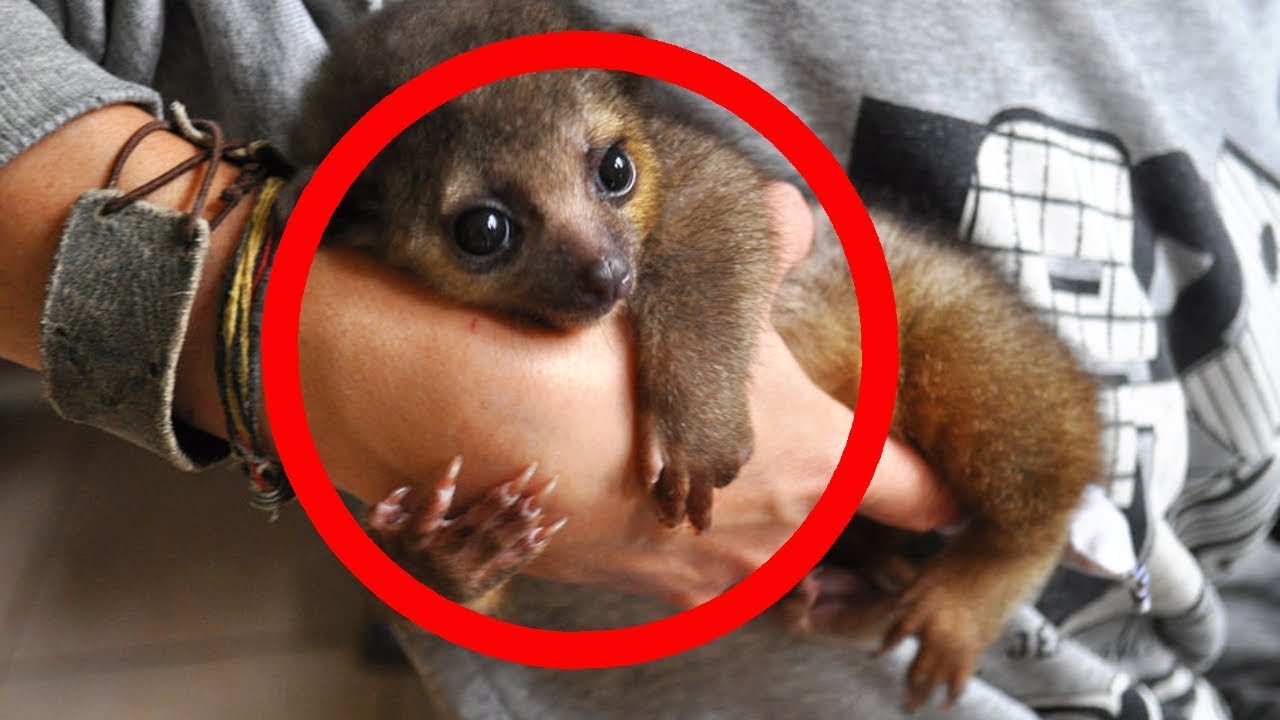 CUTEST Exotic Pets You Can Legally Own 