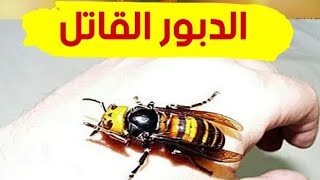 الدبور الأسود والأصفر ?