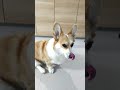 上目遣いであいさつするコーギー＃shorts