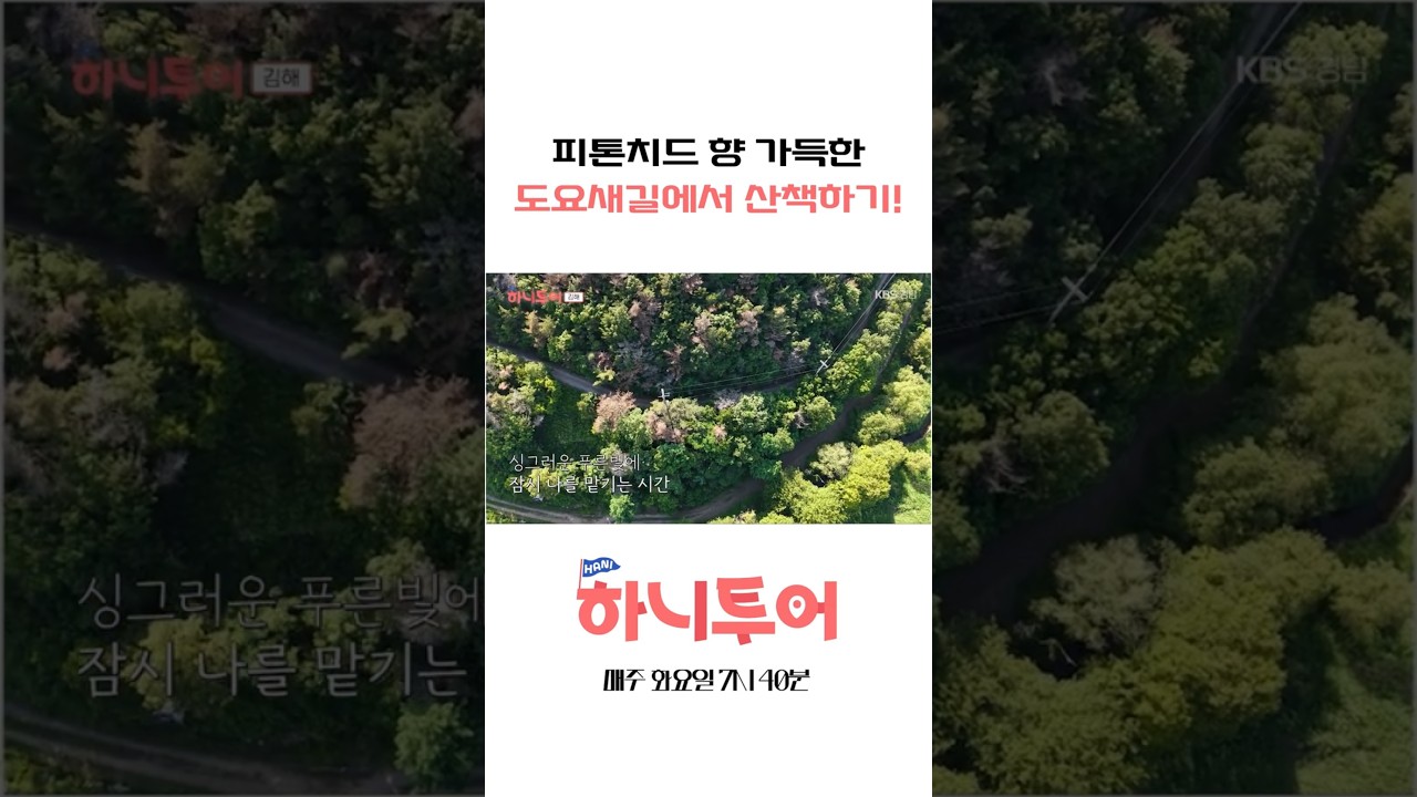피톤치드 맡으면서 산책하기