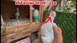 KARDEŞLERİNİN GAGA SALDIRISINA UĞRAMIŞ ( SON ANDA FARK ETTİM )
