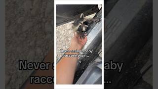 I Wannt A Baby Raccoon