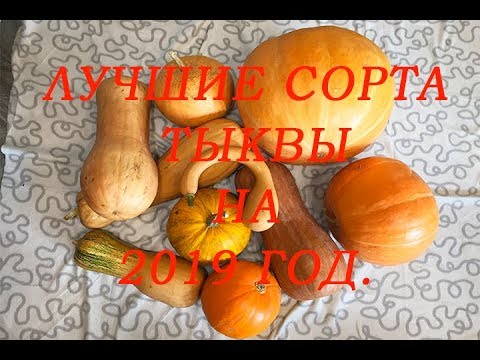 Лучшие сорта тыквы на 2019 год.