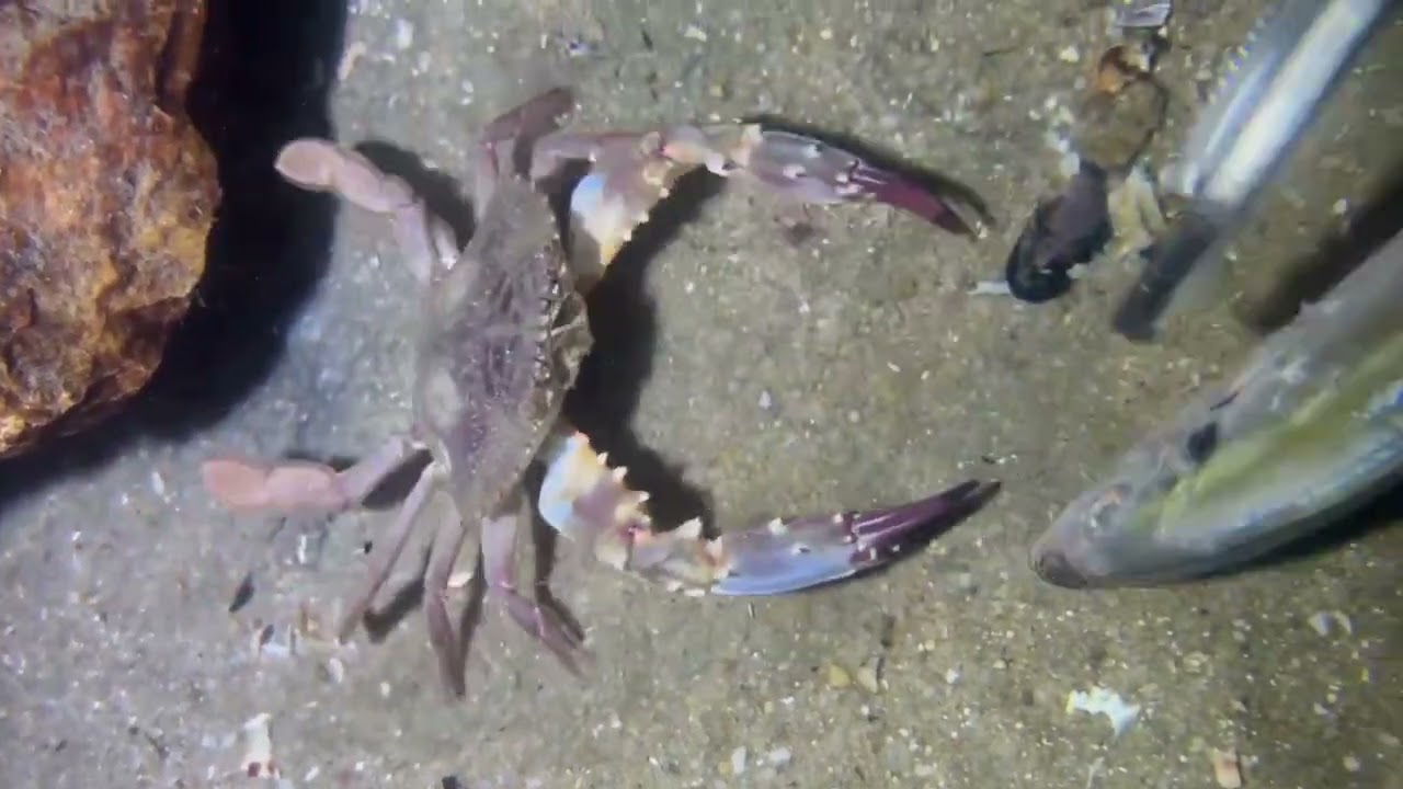 What's interesting at the beach today? Watch until the end of the video to find out!