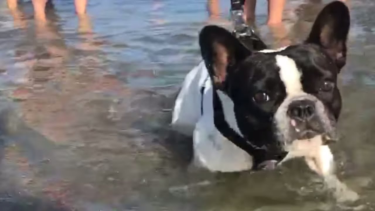 29 Best Pictures French Bulldog Swimming Youtube - Believe It Or Not 3 French Bulldogs Swim Dive Underwater Jump In The Pool Youtube