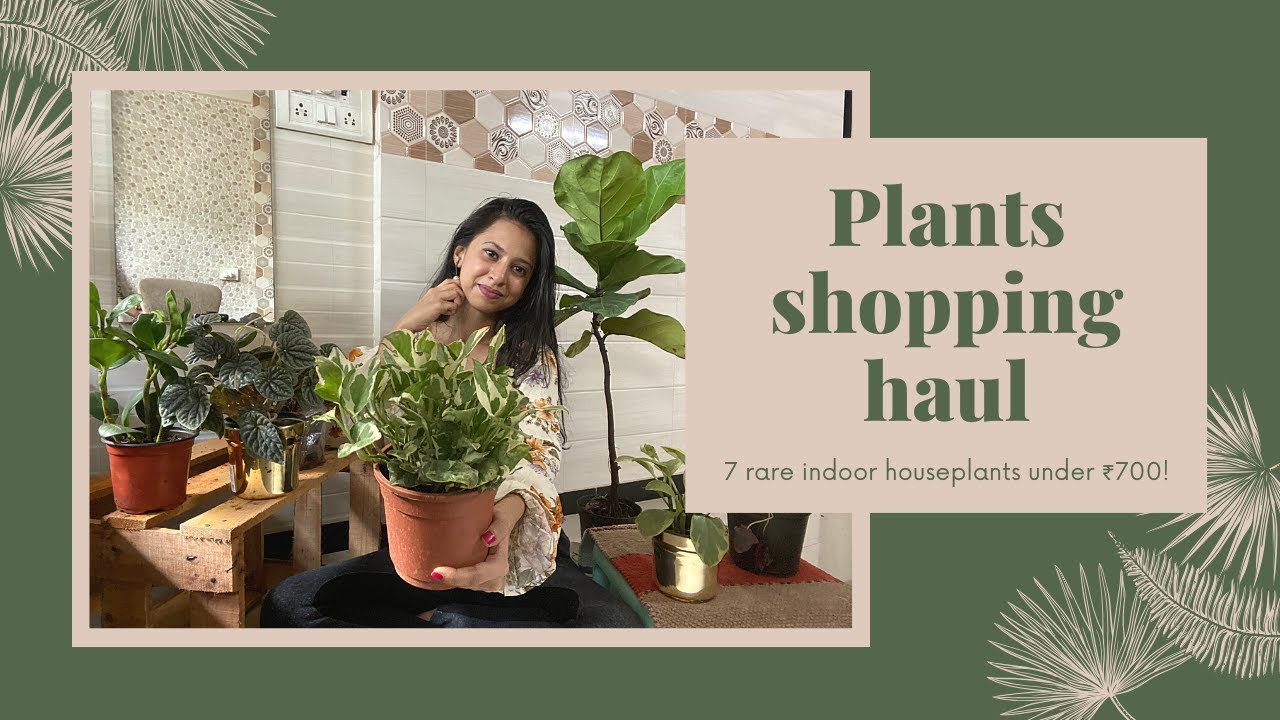 Plants shopping haul I paid just ₹650 for 7 houseplants YouTube