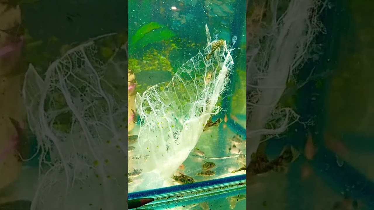 потрошители овощей анциструсы 😮