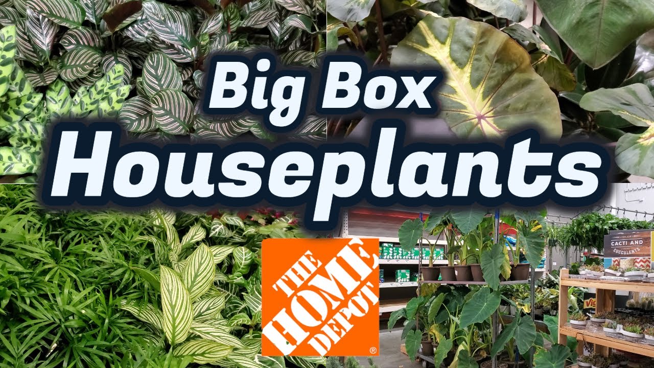 Houseplants at The Home Depot Plant Shop with Me! Houseplants