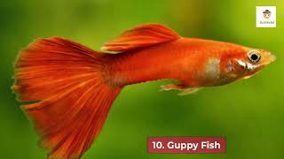 10 Most Beautiful Freshwater Fish for Aquarium