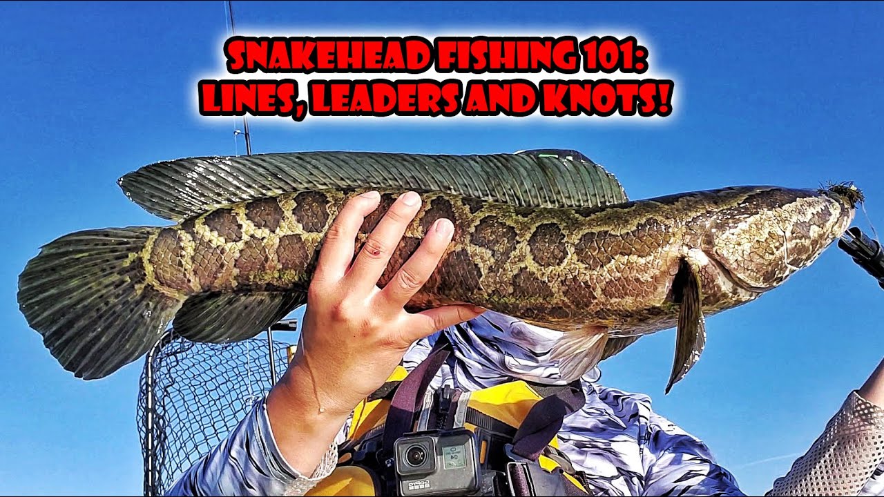 Snakehead Fishing Tackle 101 - Lines, Leaders and Knots 