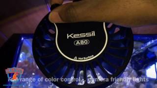 Kessil A80 Tuna Blue Aquarium LED Real World Review