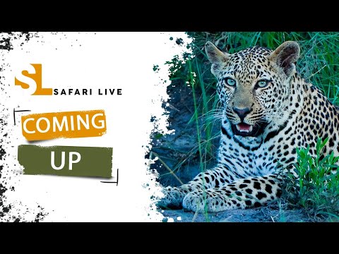 SafariLIVE Sunrise Safari - Repeat - 07 May 2024