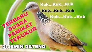 Terbaru Suara Pemikat Tekukur