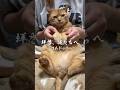 【猫ダンス/拝啓、俺たちへ~コムドット】拝啓、コムドットたちへ届け~ #cat #猫 #shorts