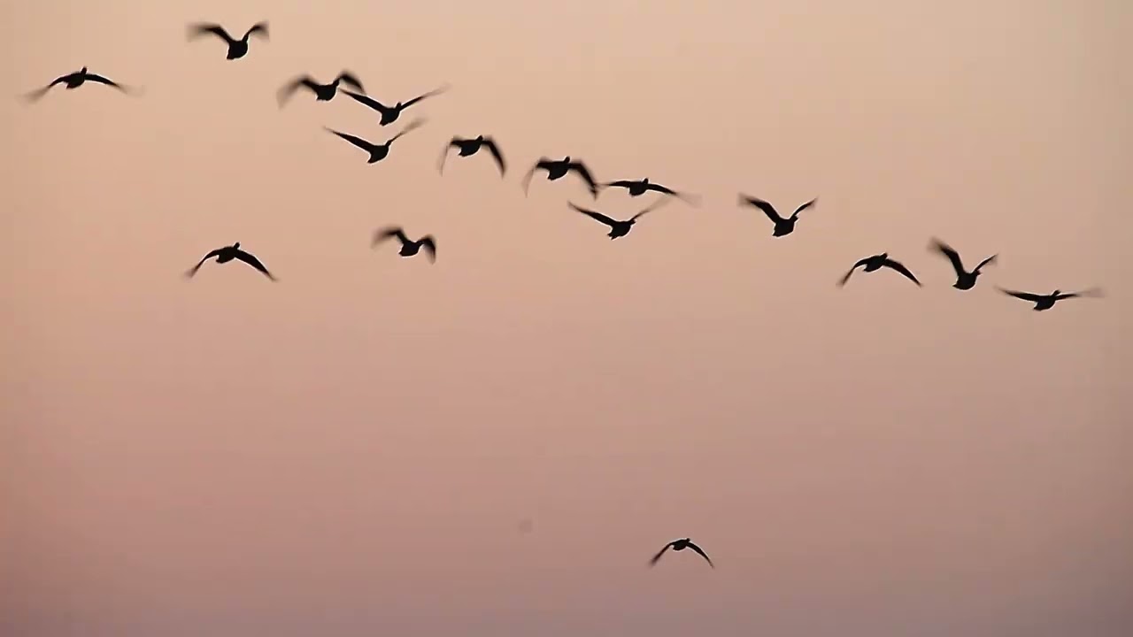 伊豆沼・内沼－朝のひととき21　春の光－