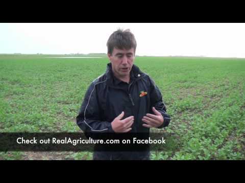 Canola School: Late Application of Glyphopsate at the Bolting Stage - Bruce MacKinnon, Monsanto