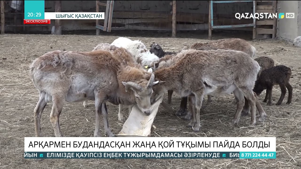 Елімізде арқармен будандасқан жаңа қой тұқымы пайда болды