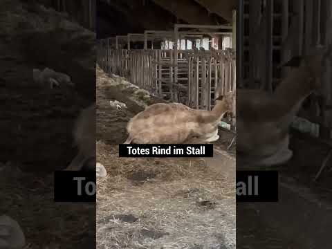 Tiere bedroht! Tierqual-Stall in Vorarlberg