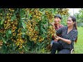 Harvest sweet fruitful longan in my country | How to eat longan as my favorite | Longan dessert