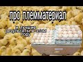 Качество племматериала изменилось. Кто-то в этом году открыл для себя новую птицу для содержания.