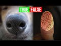 A dog’s Nose is Like a Human Fingerprint #shorts