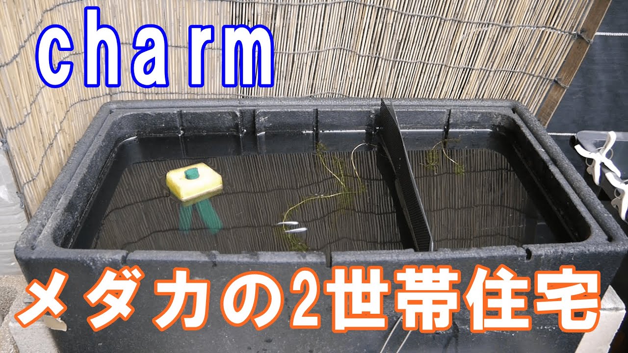 全店販売中 めだか メダカの２世帯住宅 ３ルーム 幹之メダカ飼育セット 説明書付き 木枠 ネット セット 本州四国限定 Riosmauricio Com