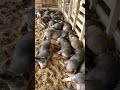 Riveting footage of sleeping pigs