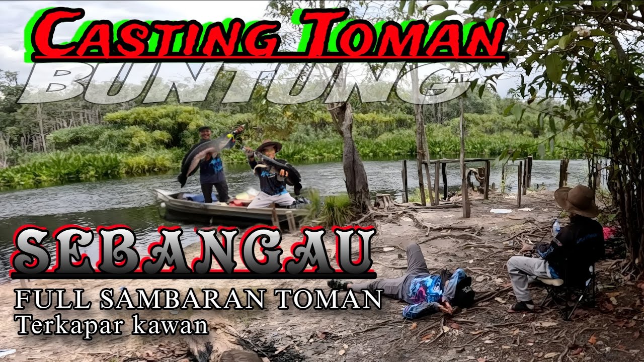 Strike Toman Terbanyak di sebangau.!! Casting toman sebangau kalimantan. Full TOMAN Rekor pribadi