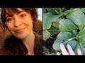 Urban Community Garden Tour 🌱 | Festival Beach Community Garden Tour | Garden Zone 8 | Vlog Week 44