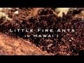 Invasion! Little Fire Ants in Hawaii (2014)