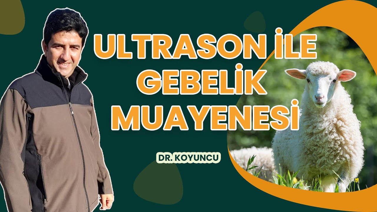 KOYUNLARDA ULTRASON İLE GEBELİK MUAYENESİ