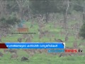 Rainfall Keep wild animals Happy